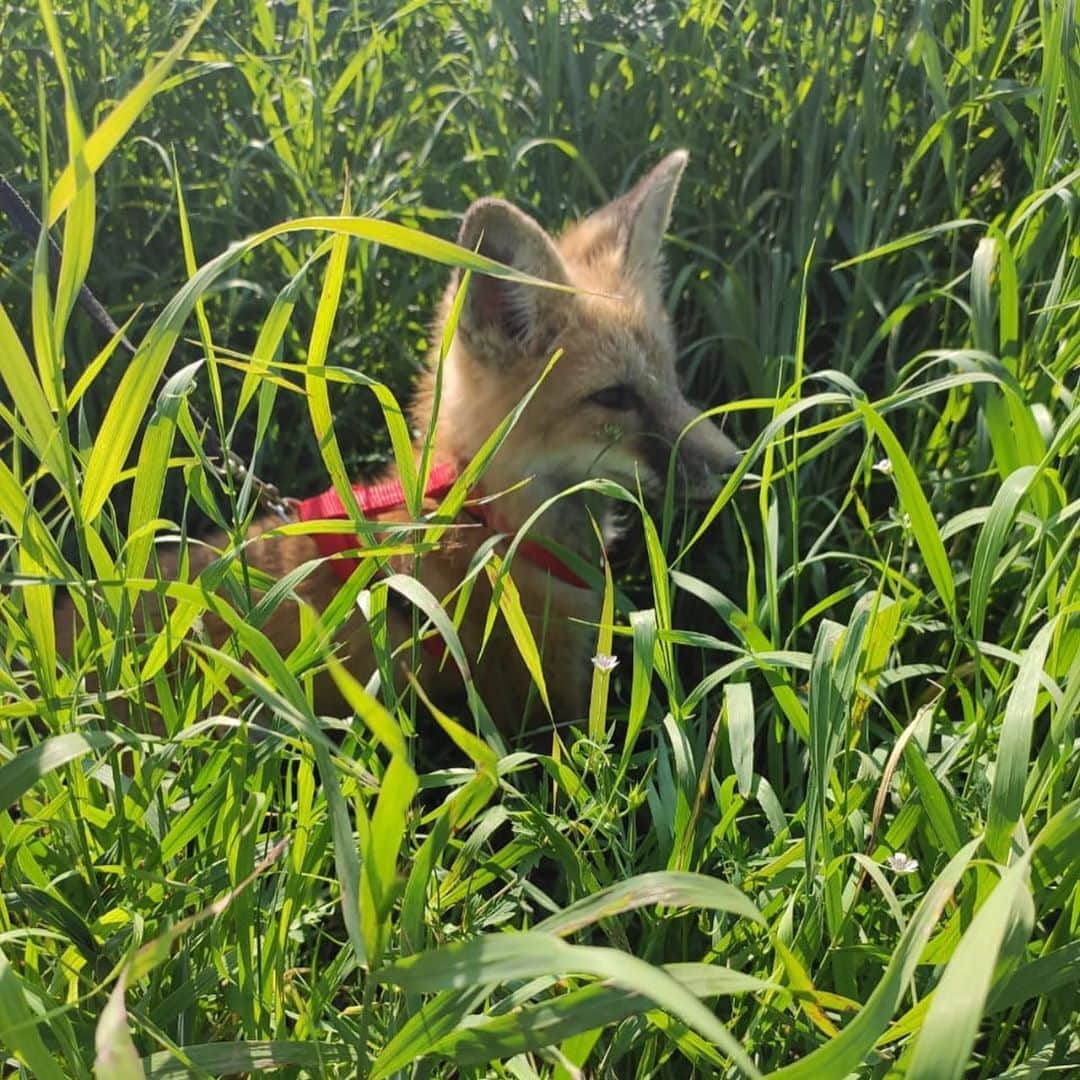 Rylaiさんのインスタグラム写真 - (RylaiInstagram)「Panda’s Pal: This little red color red fox is absolutely adorable! The ICG is working on some leash training with our babies, so when they come to the center, we can take them on walks.  It is also a good way to socialize them and introduce them to different walking surfaces, noises, materials, and fun things they can play in!!  . This baby does not have a name or Sponsor yet.  The current Sponsorship is to sponsor them to come to the US.  . Good news!! We have an anonymous donor willing to Sponsor one of the foxes!!  . While we don’t have a confirmed date for when these babies will arrive, we continue to fundraise to bring as many to the center as we can!  . We are sold out for our private encounters in August, but we just opened a few dates in Sept! We also have the Special Fox Encounter Option and available one hour photoshoots with @anabeldflux on Aug 29th!  . . #babyfox #russianbaby #russiandomesticatedfox #redfox #kit #pup #leashtraining #support #saveafox #ambassador #fromrussiawithlove #ppp #panda #pals #vulpes #conservation #education #virtualencounters #animalencounters #foxencounters #wolfencountwrs #ngsd #sandiego #socal #instadaily #instagood #instagram #instadog #julian #discoverjulian」8月9日 23時51分 - jabcecc