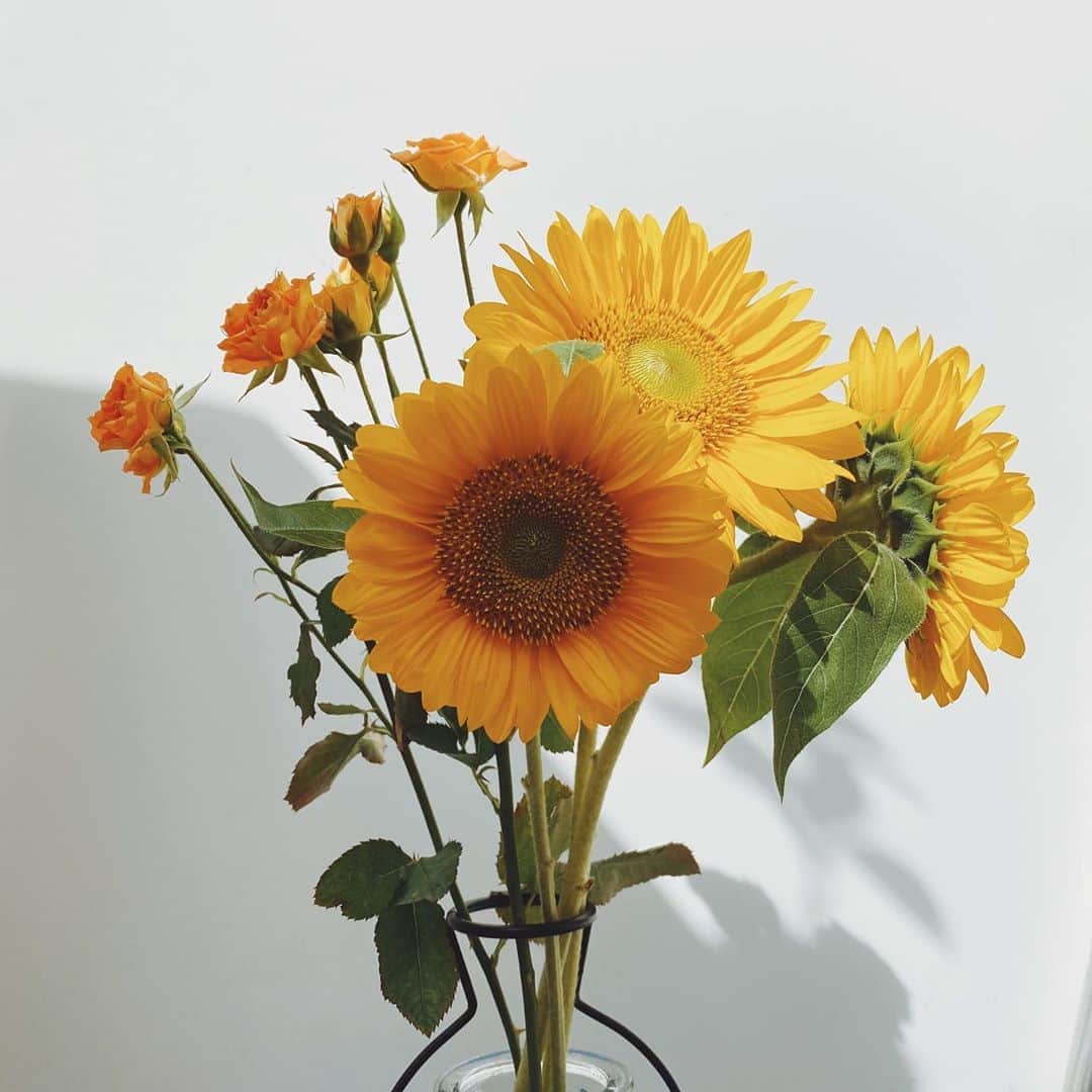 pan.812のインスタグラム：「ㅤㅤㅤㅤㅤㅤㅤㅤㅤㅤㅤㅤㅤ ㅤㅤㅤㅤㅤㅤㅤㅤㅤㅤㅤㅤㅤ 8月といえばひまわり🌻 この花が綺麗に咲く この季節に生まれてこれて幸せ🐼 ㅤㅤㅤㅤㅤㅤㅤㅤㅤㅤㅤㅤㅤ ㅤㅤㅤㅤㅤㅤㅤㅤㅤㅤㅤㅤㅤ #ひまわり#バラ #両方綺麗だったから買った #朝日#☀️#🌻」