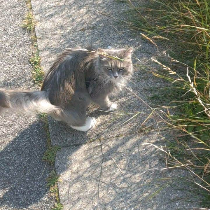 Nila & Miloのインスタグラム：「Someone ought to do some weeding here! I'll nibble on the grass though. 😹🌱 #catvideo #catonaleash #siberian #weed」