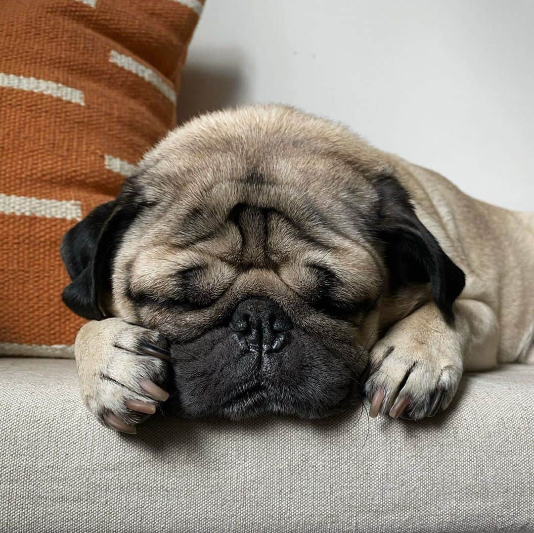 itsdougthepugさんのインスタグラム写真 - (itsdougthepugInstagram)「“‪What do puggies dream of, when they take a little puggy snooze?” -Doug」8月10日 0時43分 - itsdougthepug