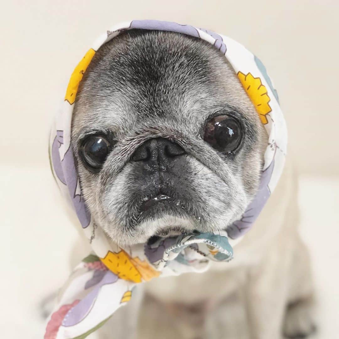 八兵衛のインスタグラム：「8/9=Pug Day🐶🎉(8=pa 9=gu 🇯🇵) Aug9,2020 * * * パグの日 おめでとう🎈 みんながしあわせでありますように。 * * * #パグの日2020 #パグの日 #ほっかむり #正装 #ほぼ黒パグ #おじいちゃん犬 #pug #puggy #puglife #puglove #petstagram #pugstagram #pugsofinstagram #pugs #dog #ふわもこ部  @igersjp #IGersJP #east_dog_japan #pecoイヌ部 #八兵衛 #はちべえ #朝ワンコ夕ニャンコ」