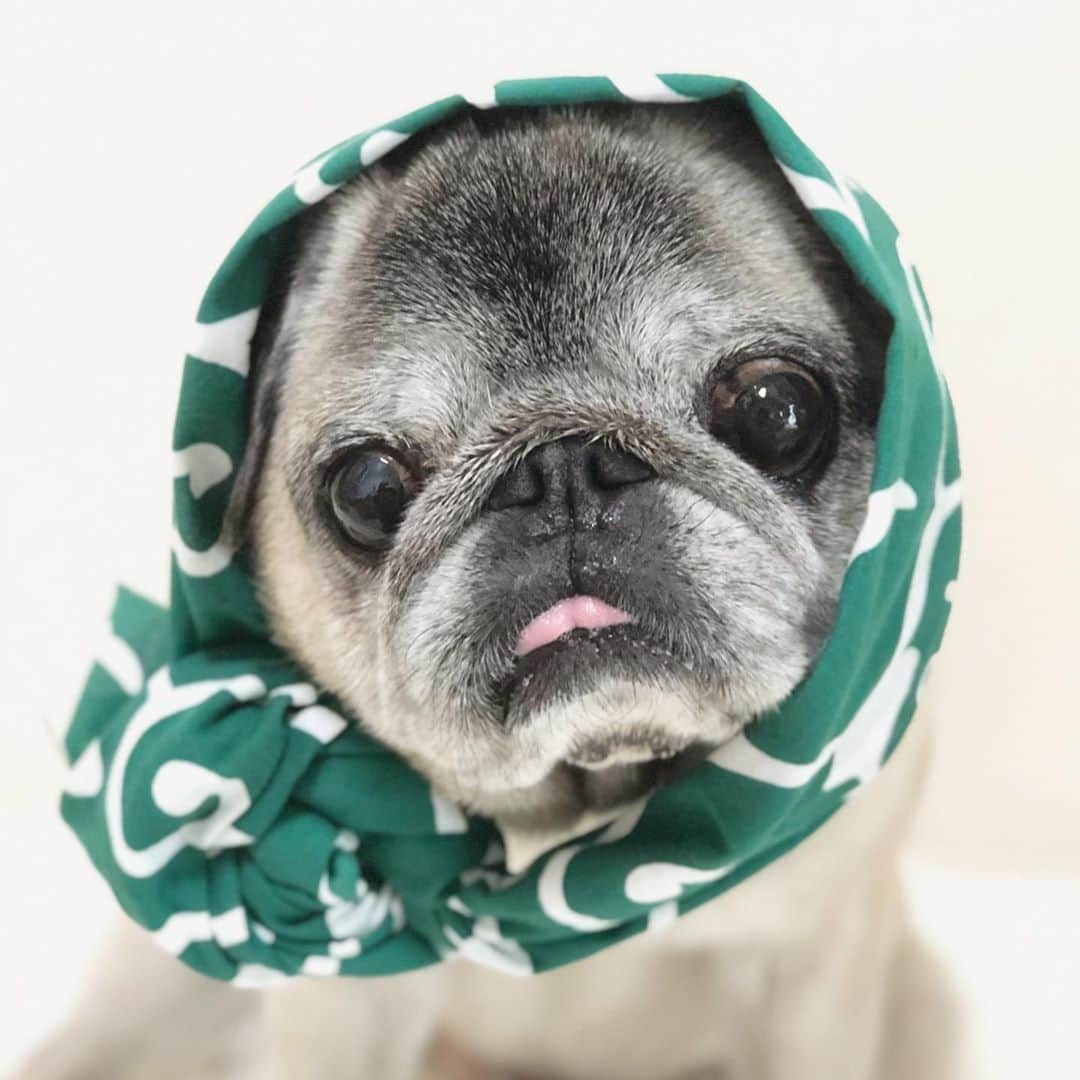 八兵衛のインスタグラム：「8/9=Pug Day🐶🎉(8=pa 9=gu 🇯🇵) Aug9,2020 * * * パグの日 おめでとう🎈 みんながしあわせでありますように。 * * * #パグの日2020 #パグの日#89の日 #ほっかむり #正装 #ほぼ黒パグ #おじいちゃん犬 #pug #puggy #puglife #puglove #petstagram #pugstagram #pugsofinstagram #pugs #dog #ふわもこ部  @igersjp #IGersJP #east_dog_japan #pecoイヌ部 #八兵衛 #はちべえ #朝ワンコ夕ニャンコ」