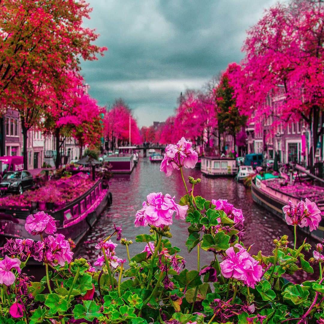 Hatice Korkmaz The Color Queenのインスタグラム：「Who missed travelling💝🌸😢 #amsterdam #holland #pink #love #summer #flowers #color」