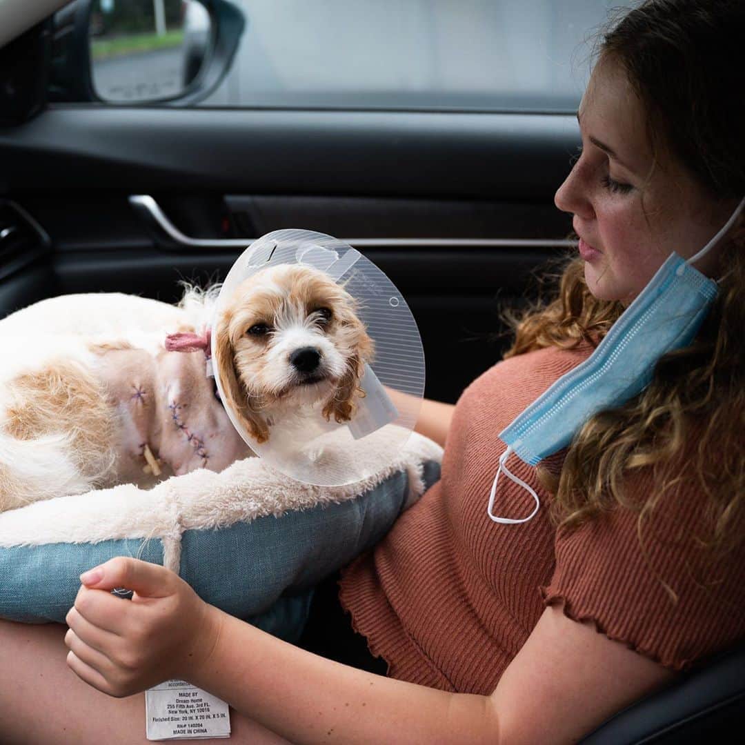 The Dogistさんのインスタグラム写真 - (The DogistInstagram)「Layla, Cavachon (15 w/o), Cape Cod Veterinary Specialists, Bourne, MA • “We’ve had her for a month and a half. They told us she was feisty – she gets the zoomies and cries every morning at 7am. She’s my alarm clock. I hadn’t brought her to a dog park before. It just happened out of nowhere. I thought he was just playing with her until I saw blood. The first thing I did was check for a heartbeat. My shirt was covered in blood. The moment I knew it was serious was when we took her to the vet and my dad said ‘she’s dying’. I was crying the whole time – scared crying. The doctor took her and said it would be ok. She had a pneumothorax. She spent three nights and had surgery. We think she’s going to make a full recovery.” @laylathecavachon_ • A note from @eliaswf: This is my cousin and her new puppy. I invited them to the dog park last week when this happened. I had suggested they take their puppy to the small dog run, but it was empty and I was in the main run with Elsa. This was an error on our part. The other dog (a large hound mix) was very focused on Layla before he was let off leash and went right for her. Once the attack began, everybody rushed in to try and separate them. I had never been in that situation before but remembered a few key things I had read about. I stabilized the dog’s head by the collar to control the thrashing. I told everyone to move their hands away, then grabbed the base of the dog’s tail and started firmly bending it upwards as if to break it. The dog let go of Layla almost instantly. This technique may or may not work in another dog attack, but I wanted to share this story in case it's helpful in another situation.」8月10日 8時40分 - thedogist