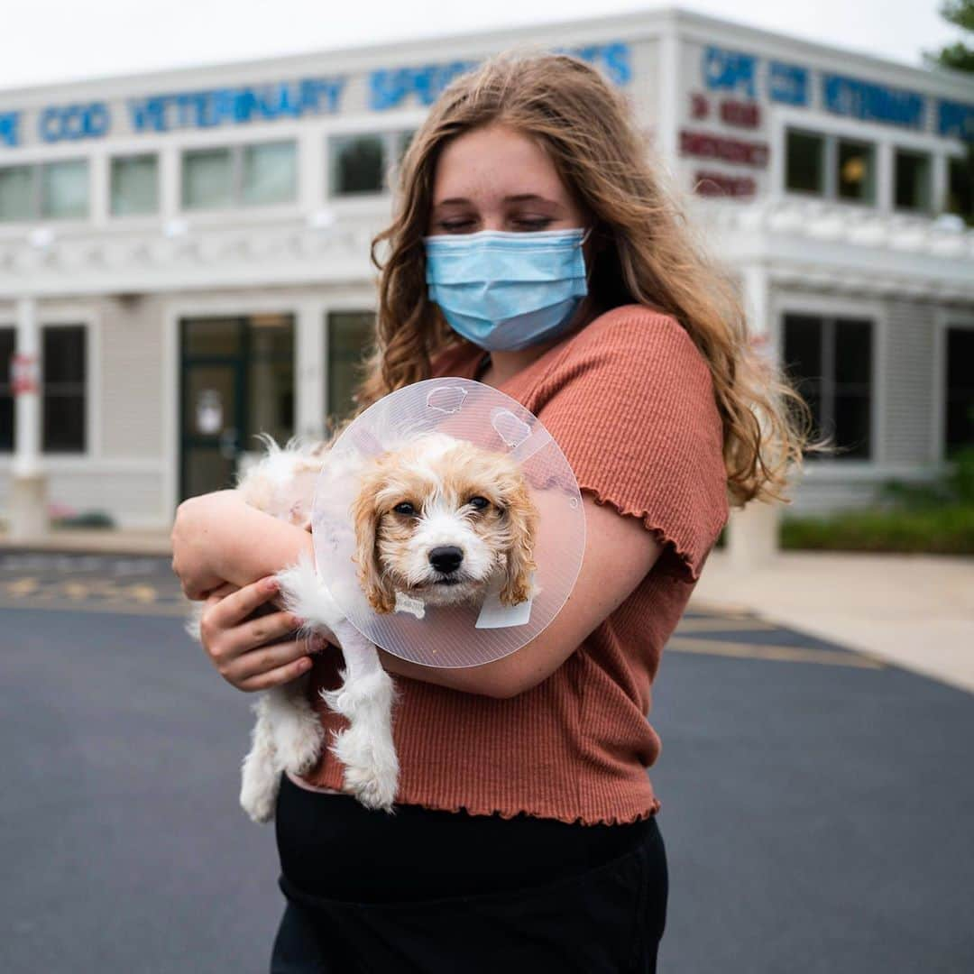 The Dogistさんのインスタグラム写真 - (The DogistInstagram)「Layla, Cavachon (15 w/o), Cape Cod Veterinary Specialists, Bourne, MA • “We’ve had her for a month and a half. They told us she was feisty – she gets the zoomies and cries every morning at 7am. She’s my alarm clock. I hadn’t brought her to a dog park before. It just happened out of nowhere. I thought he was just playing with her until I saw blood. The first thing I did was check for a heartbeat. My shirt was covered in blood. The moment I knew it was serious was when we took her to the vet and my dad said ‘she’s dying’. I was crying the whole time – scared crying. The doctor took her and said it would be ok. She had a pneumothorax. She spent three nights and had surgery. We think she’s going to make a full recovery.” @laylathecavachon_ • A note from @eliaswf: This is my cousin and her new puppy. I invited them to the dog park last week when this happened. I had suggested they take their puppy to the small dog run, but it was empty and I was in the main run with Elsa. This was an error on our part. The other dog (a large hound mix) was very focused on Layla before he was let off leash and went right for her. Once the attack began, everybody rushed in to try and separate them. I had never been in that situation before but remembered a few key things I had read about. I stabilized the dog’s head by the collar to control the thrashing. I told everyone to move their hands away, then grabbed the base of the dog’s tail and started firmly bending it upwards as if to break it. The dog let go of Layla almost instantly. This technique may or may not work in another dog attack, but I wanted to share this story in case it's helpful in another situation.」8月10日 8時40分 - thedogist