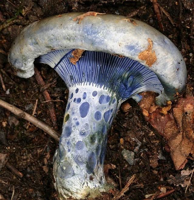 Sarahのインスタグラム：「Indigo milk cap 🍄 my favorite fungi」