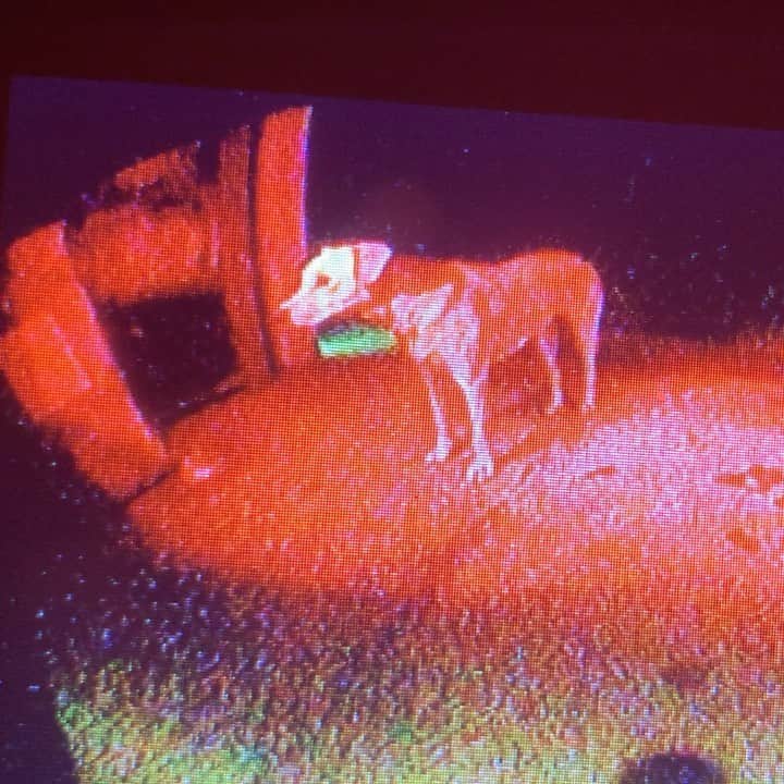 ブライアン・アダムスのインスタグラム：「This is Peaches last night, she knows I’m somewhere in the garage but she can’t see me. My infrared peaches-cam captures the moment. #peachesthedog」
