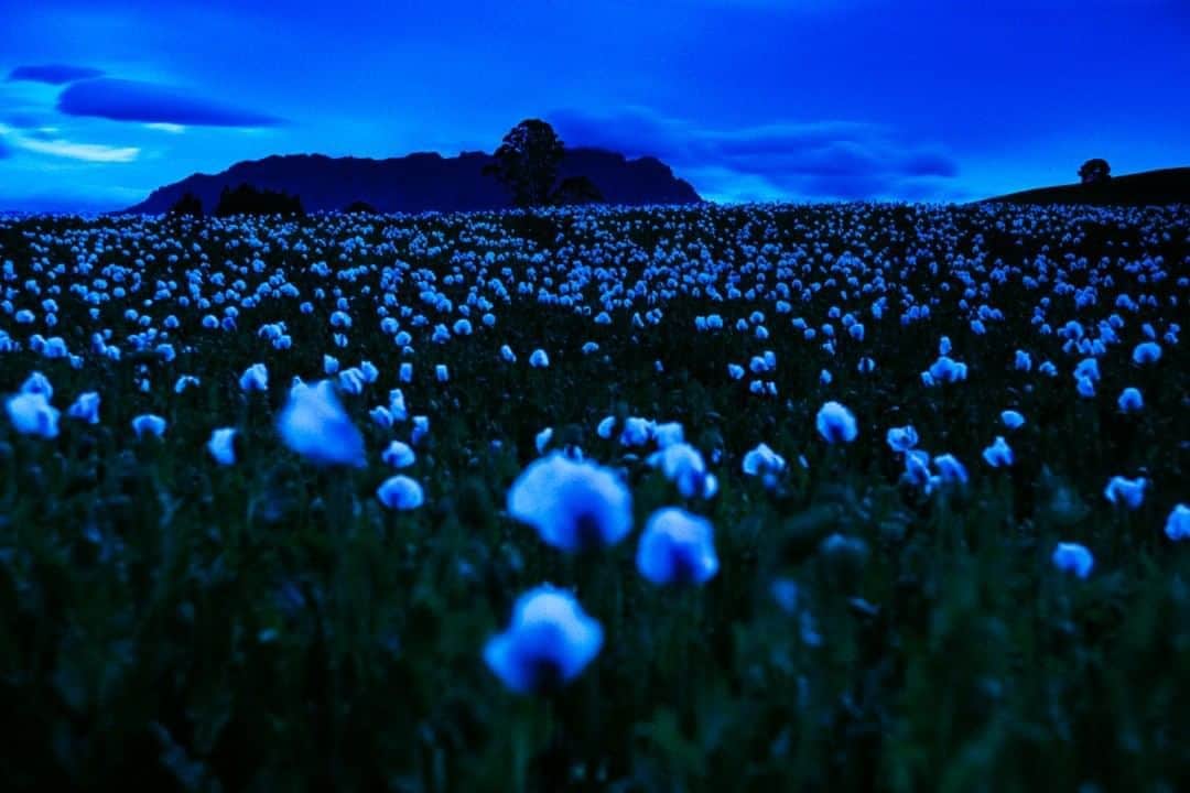 National Geographic Travelさんのインスタグラム写真 - (National Geographic TravelInstagram)「Photo by @gerdludwig  The blooming poppy fields of Tasmania not only provide a beautiful view day and night, but they also serve as a reminder of opium’s many medicinal uses. Legal opium farming is one of Tasmania’s most lucrative industries. #Tasmania #poppies #medicine」8月10日 5時06分 - natgeotravel
