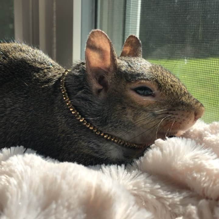 Jillのインスタグラム：「Soaking up the Sunday sun.⁣⁣ ⁣⁣ Jill likes to “help” make the bed by sitting comfortably in the window sill.⁣ ⁣ She is wearing one of my bracelets made by our very magical friend, @mymetaphysicalmaven.⁣⁣ ⁣⁣ ⁣⁣ 🎵⁣Pearl Jam / Yellow Ledbetter⁣ ⁣⁣ ⁣⁣ ⁣⁣ ⁣⁣ #petsquirrel #squirrel #squirrels #squirrellove #squirrellife #squirrelsofig #squirrelsofinstagram #easterngreysquirrel #easterngraysquirrel #ilovesquirrels #petsofinstagram #jillthesquirrel #thisgirlisasquirrel #squirrelinthesun」