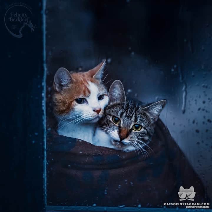 Cats of Instagramさんのインスタグラム写真 - (Cats of InstagramInstagram)「From @felicitycats: “The rainy Summer days🌧❤️🇳🇱” #twitterweek #catsofinstagram」8月10日 6時15分 - cats_of_instagram