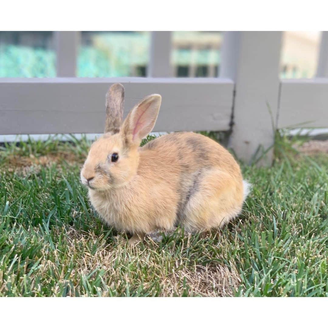 エリン フェザーストンのインスタグラム：「Beatrix Potter was brought to life by this little visitor to our garden. He just appeared out of no where! I couldn’t believe that this little cotton tail bunny was truly wild, and it turns out he had gotten out of his cage and escaped to our backyard. Fortunately the owner knocked on our door and they were reunited....but we soaked up a good hour of this little guy’s company!」