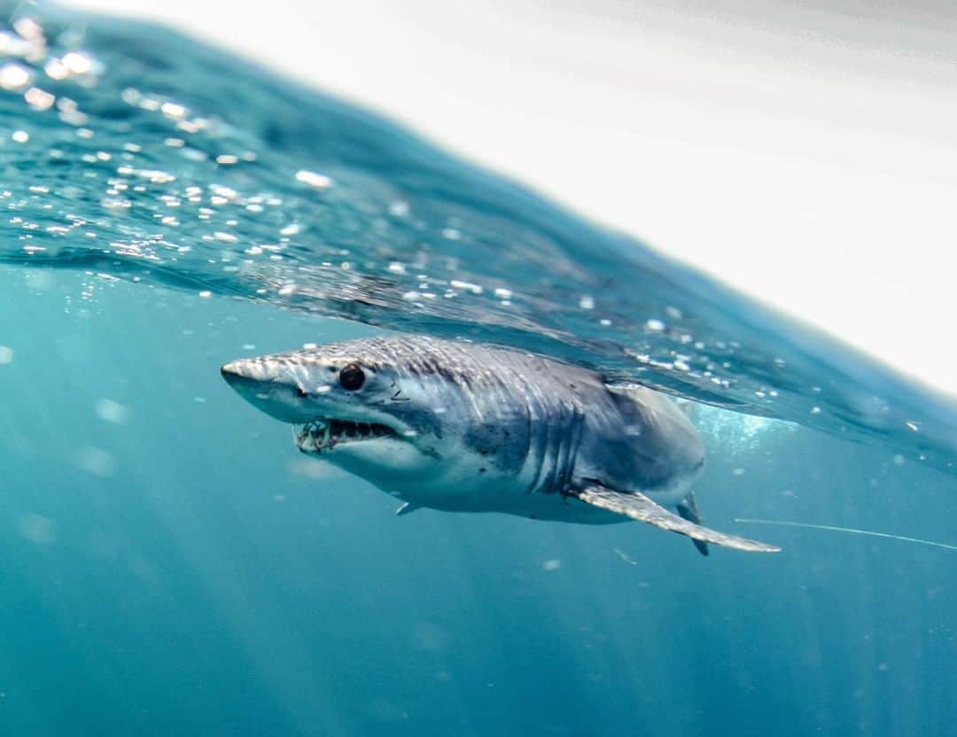 Costa Sunglassesのインスタグラム：「Dive in with the @Ocearch crew on our Stories for the start of Expedition Massachusetts and #SharkWeek. Get a behind-the-scenes look at the team's work to protect our oceans' sharks on the M/V OCEARCH. 📷: @almcglashan #SeeWhatsOutThere #BornOnTheWater」