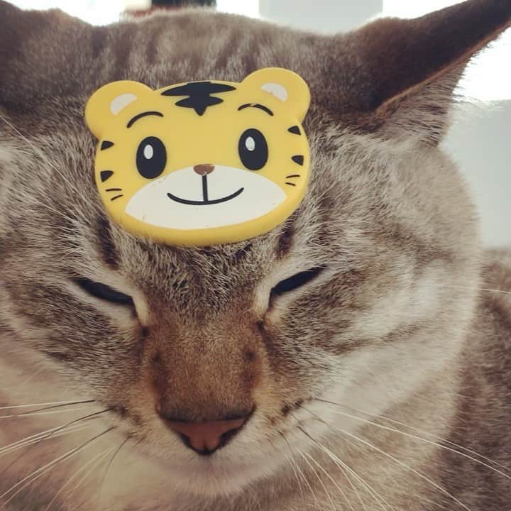 tomiinyaのインスタグラム：「Good morning🐯6:41 in Japan.」