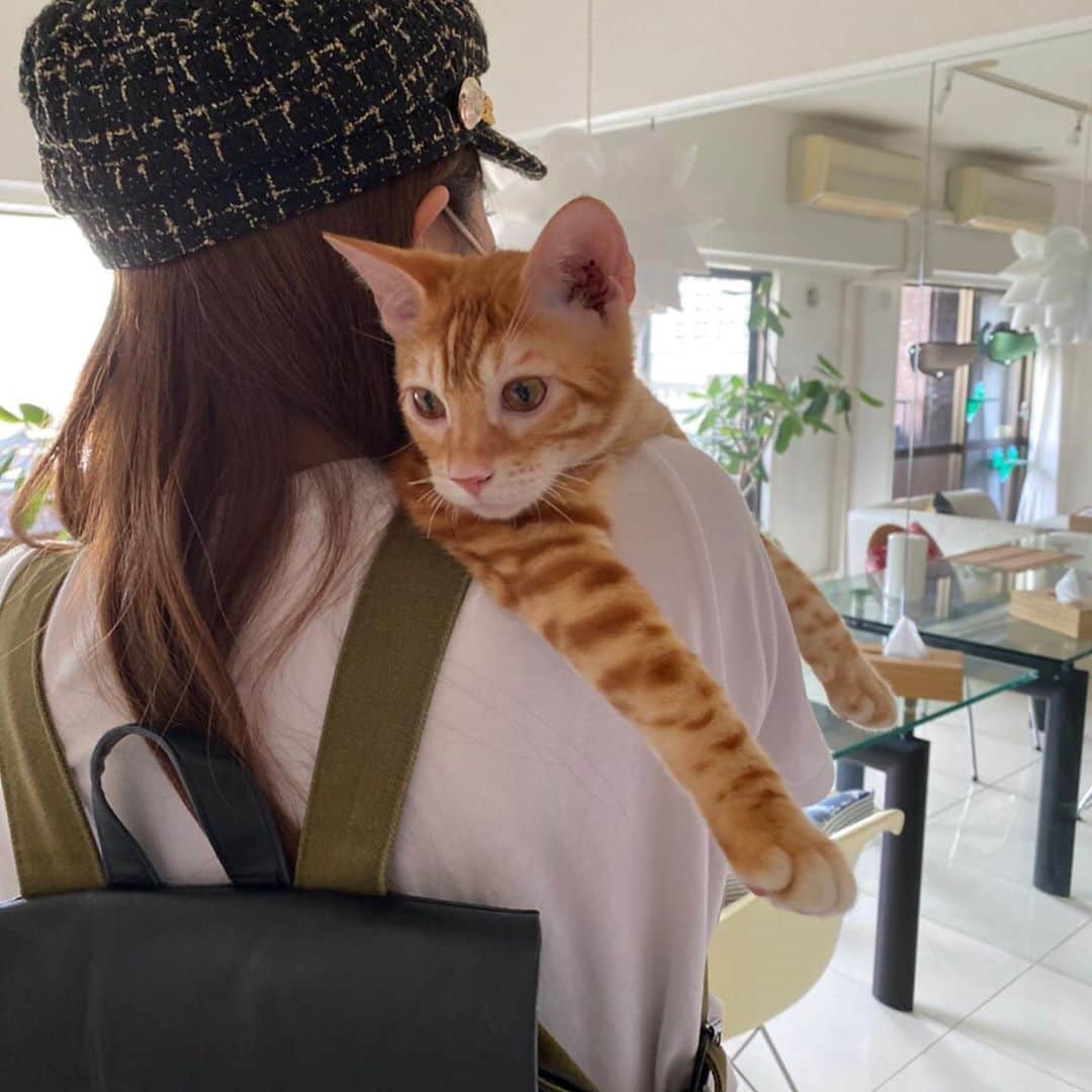 青山日和さんのインスタグラム写真 - (青山日和Instagram)「ㅤㅤㅤㅤㅤㅤㅤㅤㅤㅤㅤㅤㅤ ㅤㅤㅤㅤㅤㅤㅤㅤㅤㅤㅤㅤㅤ ガル蔵。 重くなったら、ずっと抱っこは厳しいぞ🐈 ㅤㅤㅤㅤㅤㅤㅤㅤㅤㅤㅤㅤㅤ #ベンガル#猫好き#猫のいる暮らし」8月10日 16時28分 - hiyo131131