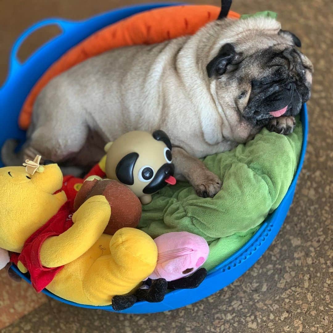 gontaのインスタグラム：「Monday at 5pm.  The outside is very hot 35° so I can't go outside. 🚶‍♂️#keelyafternoontea #Gonta2#speakpug #smilingpugs #pugjapan #pug #love #pugsofunstagram #zerozeropug #pugshit #worldofpug」