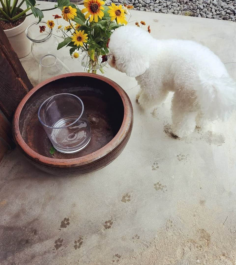 ユナさんのインスタグラム写真 - (ユナInstagram)「🐾☔️😥😦」8月10日 17時16分 - yoona__lim