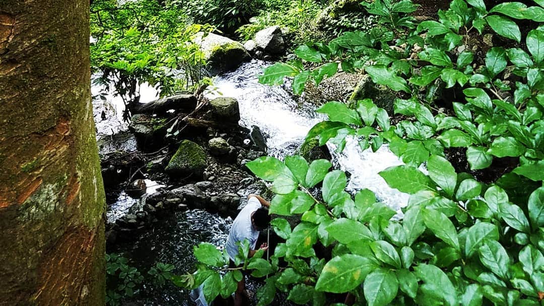 常世晶子さんのインスタグラム写真 - (常世晶子Instagram)「緑が綺麗な夏。自然はいつもと変わらない😊  #ざー #ミーンミーン」8月10日 17時17分 - tokoyo_shoko