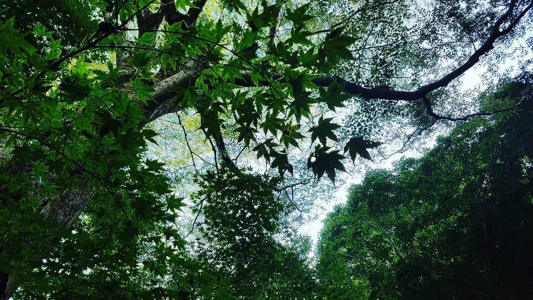常世晶子さんのインスタグラム写真 - (常世晶子Instagram)「緑が綺麗な夏。自然はいつもと変わらない😊  #ざー #ミーンミーン」8月10日 17時17分 - tokoyo_shoko