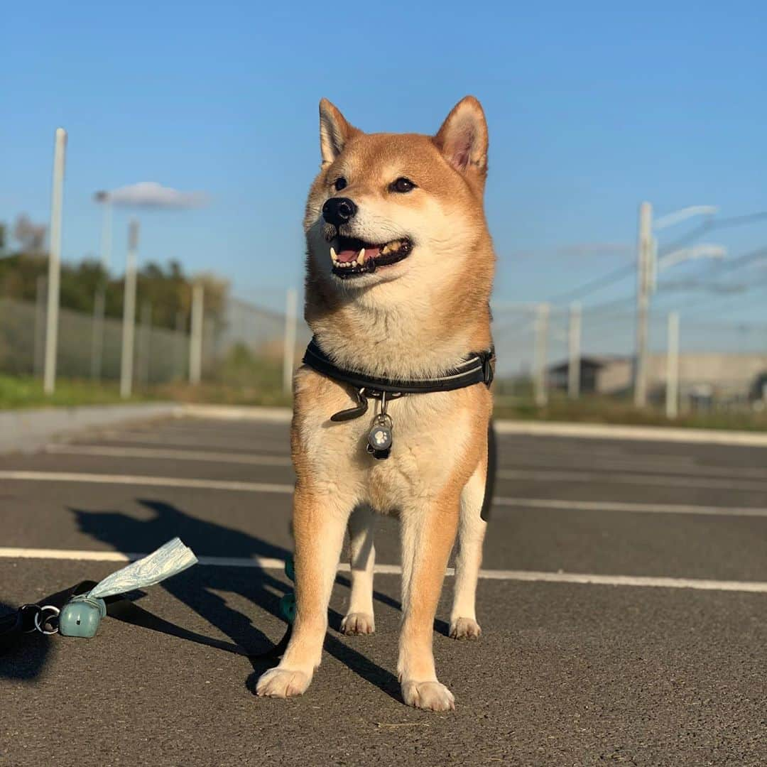 Shibainu Pontaのインスタグラム