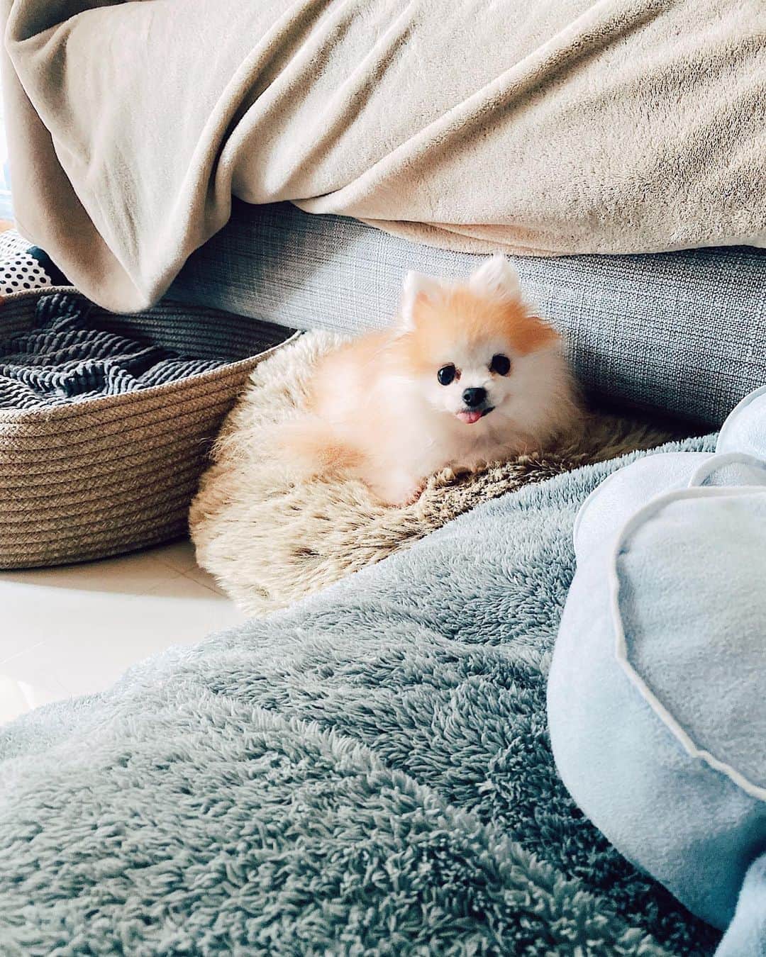 r_oseのインスタグラム：「The tiny little thing🐰〰️」