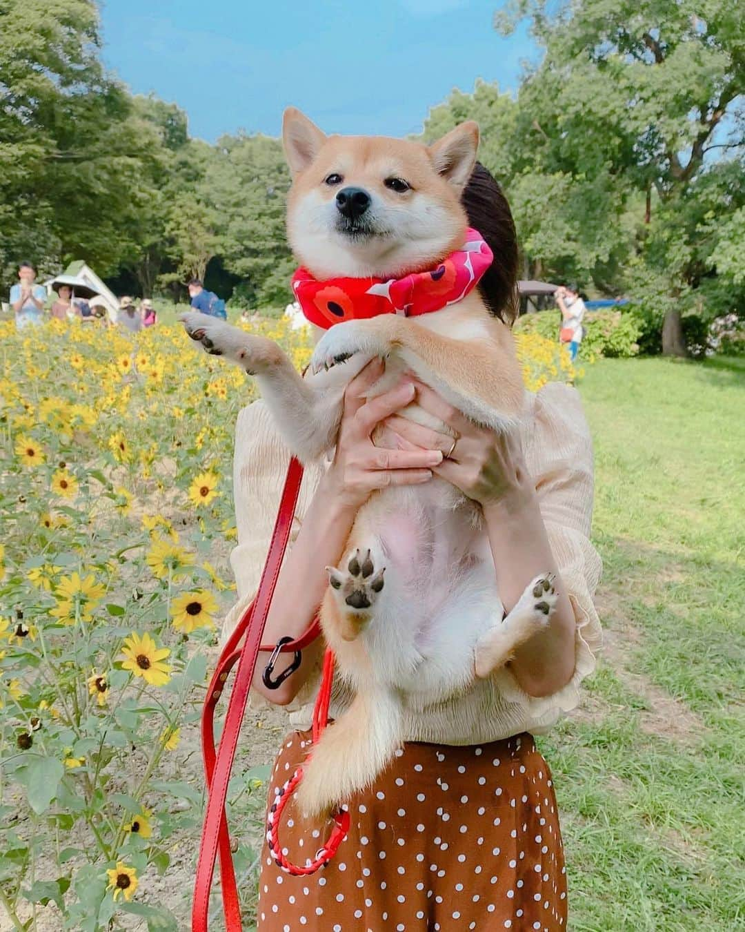 豆柴にこちゃんさんのインスタグラム写真 - (豆柴にこちゃんInstagram)「🐶 おはよー 昨日の昭和記念公園pic続き。 . 全然歩かないにこ。 拒否柴と化し、トムと私で交代で かついでにこを輸送😂 . 母娘記念写真も撮ったら なんかおもしろポーズしてくれました😆 . 1枚目の悪だくみ顔がお気に入りです。 . #柴犬#豆柴#pecoいぬ部#犬#shibastagram#petstagram#犬#犬のいる暮らし#shibainu#dog#mameshiba#pecotv#いぬのきもち部#しばいぬ#しばけん#こいぬ#シバイヌ#狗#ペット#子犬#puppy#pet#시바견#강아지#개#instacute#barked#9gag#9gagpets」8月10日 8時49分 - nikochan.mame48