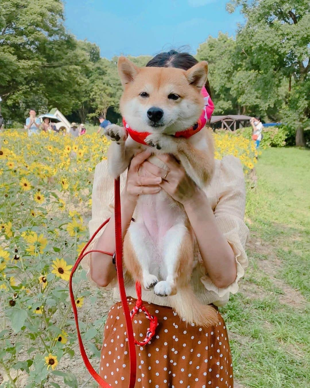 豆柴にこちゃんさんのインスタグラム写真 - (豆柴にこちゃんInstagram)「🐶 おはよー 昨日の昭和記念公園pic続き。 . 全然歩かないにこ。 拒否柴と化し、トムと私で交代で かついでにこを輸送😂 . 母娘記念写真も撮ったら なんかおもしろポーズしてくれました😆 . 1枚目の悪だくみ顔がお気に入りです。 . #柴犬#豆柴#pecoいぬ部#犬#shibastagram#petstagram#犬#犬のいる暮らし#shibainu#dog#mameshiba#pecotv#いぬのきもち部#しばいぬ#しばけん#こいぬ#シバイヌ#狗#ペット#子犬#puppy#pet#시바견#강아지#개#instacute#barked#9gag#9gagpets」8月10日 8時49分 - nikochan.mame48