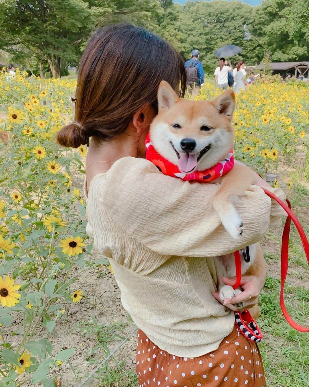 豆柴にこちゃんさんのインスタグラム写真 - (豆柴にこちゃんInstagram)「🐶 おはよー 昨日の昭和記念公園pic続き。 . 全然歩かないにこ。 拒否柴と化し、トムと私で交代で かついでにこを輸送😂 . 母娘記念写真も撮ったら なんかおもしろポーズしてくれました😆 . 1枚目の悪だくみ顔がお気に入りです。 . #柴犬#豆柴#pecoいぬ部#犬#shibastagram#petstagram#犬#犬のいる暮らし#shibainu#dog#mameshiba#pecotv#いぬのきもち部#しばいぬ#しばけん#こいぬ#シバイヌ#狗#ペット#子犬#puppy#pet#시바견#강아지#개#instacute#barked#9gag#9gagpets」8月10日 8時49分 - nikochan.mame48