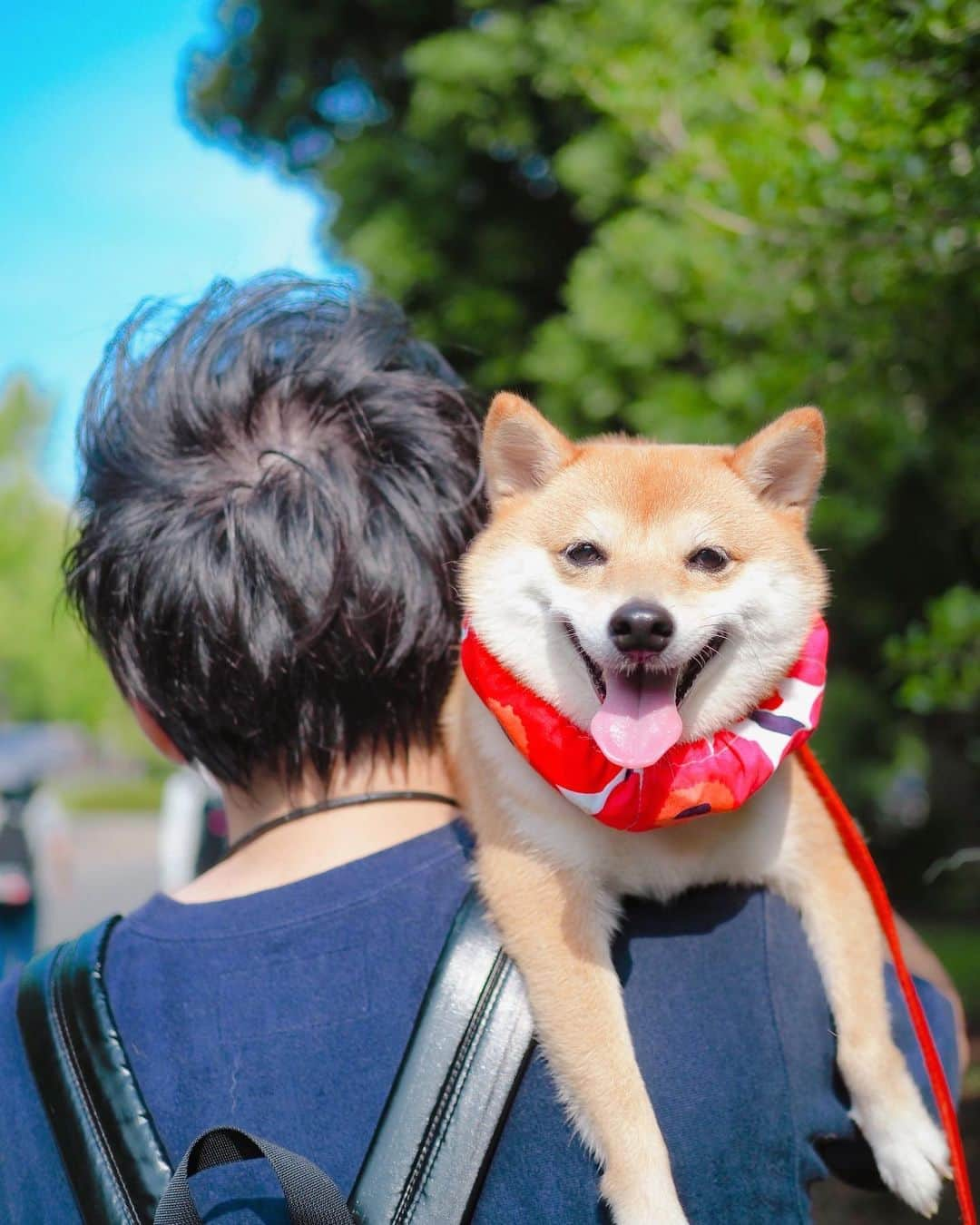 豆柴にこちゃんさんのインスタグラム写真 - (豆柴にこちゃんInstagram)「🐶 おはよー 昨日の昭和記念公園pic続き。 . 全然歩かないにこ。 拒否柴と化し、トムと私で交代で かついでにこを輸送😂 . 母娘記念写真も撮ったら なんかおもしろポーズしてくれました😆 . 1枚目の悪だくみ顔がお気に入りです。 . #柴犬#豆柴#pecoいぬ部#犬#shibastagram#petstagram#犬#犬のいる暮らし#shibainu#dog#mameshiba#pecotv#いぬのきもち部#しばいぬ#しばけん#こいぬ#シバイヌ#狗#ペット#子犬#puppy#pet#시바견#강아지#개#instacute#barked#9gag#9gagpets」8月10日 8時49分 - nikochan.mame48