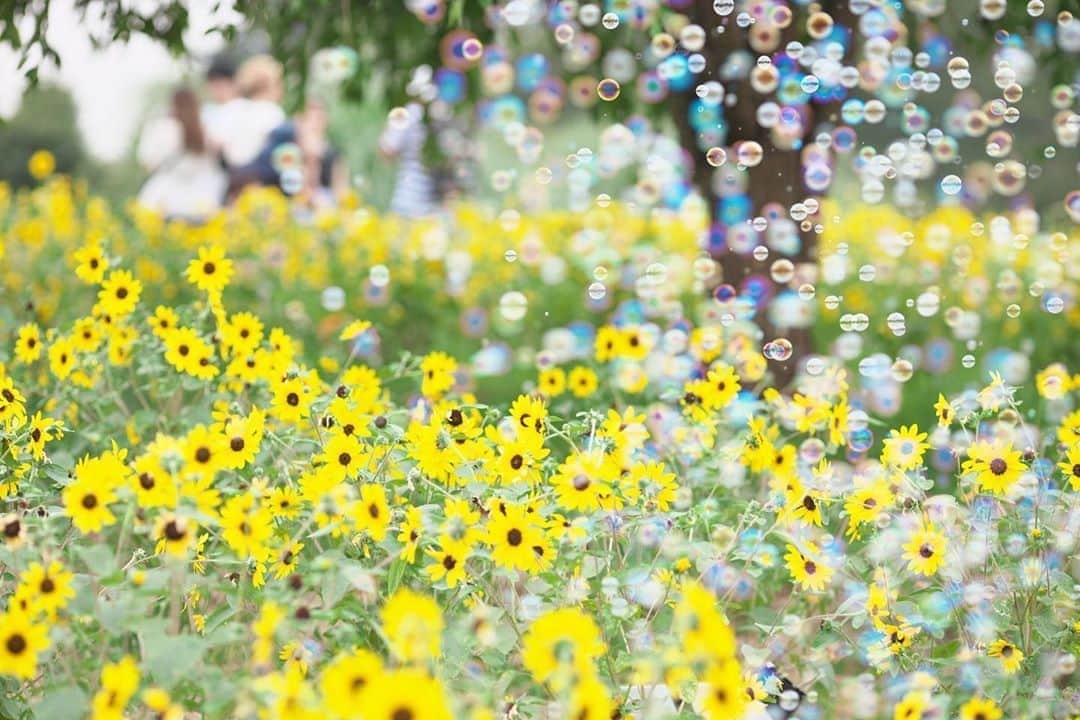 のインスタグラム：「☁️ 2020.08.10 Mon #昭和記念公園 の #向日葵 原っぱの方はまだだけど… ハーブの丘で、 シャボン玉のイベント😊 #心に花を  イベントは1日2回…11時と15時 (開催日は、要確認です) 開始前は大勢カメラ構えてるけど シャボン玉飛ばしは30分間もあるので 10分ぐらいで人もばらけて来るから 慌てず、ゆっくりと楽しめます😊  月曜日…今日も元気に🤗  location #東京 📷撮影 2020年08月08日」