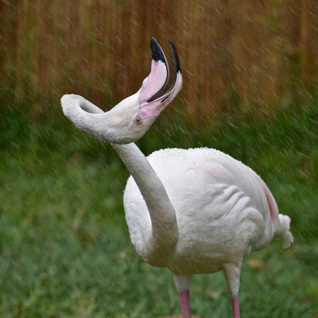 San Diego Zooさんのインスタグラム写真 - (San Diego ZooInstagram)「Party like a flock star 🦩  Flamingos have 19 cervical (or neck) vertebrae... 19!? We humans only have 7. Giraffes also have 7, which might explain why you'll never see a giraffe (or human) holding this pose. All of those elongated extra vertebrae allow a flamingo maximum neck movement. #PartyLikeAFlockStar #SingleAndReadyToFlamingle #SanDiegoZoo #BirdsOfInstagram 📷 Don Milow」8月10日 9時00分 - sandiegozoo