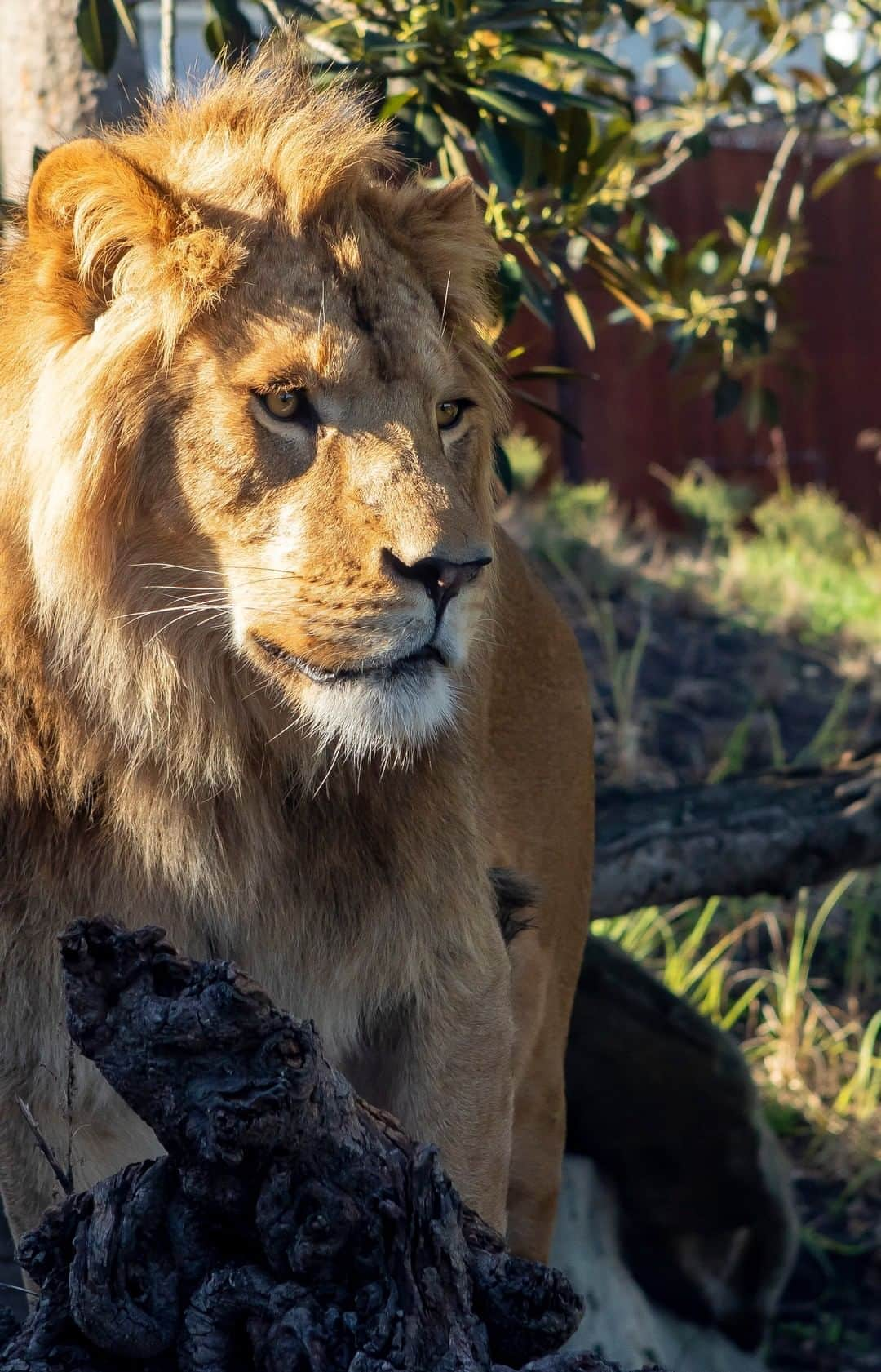 タロンガ動物園のインスタグラム