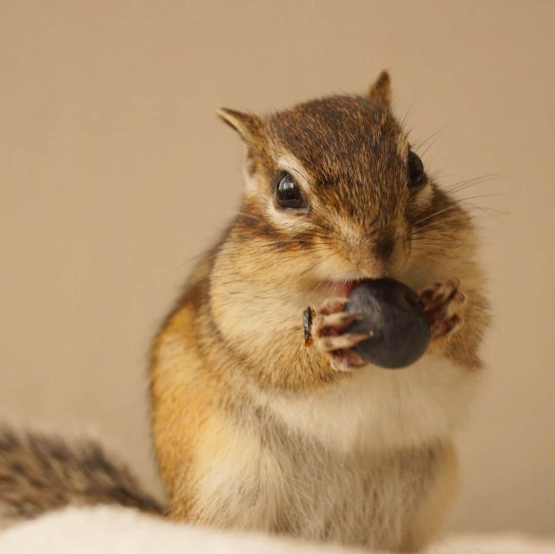 ビッケ & トッドさんのインスタグラム写真 - (ビッケ & トッドInstagram)「#Tod Yum yum!!    ブルーベリーを大事にモグモグ☺︎  #chipmunk #シマリス #リス」8月10日 9時00分 - bikke_the_chip