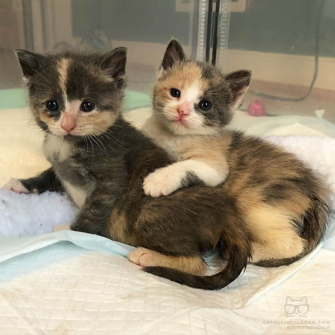 Cats of Instagramさんのインスタグラム写真 - (Cats of InstagramInstagram)「From @foster_kittens_rva Sisters: “💗 👯‍♀️ 🐾” #catsofinstagram」8月10日 9時20分 - cats_of_instagram