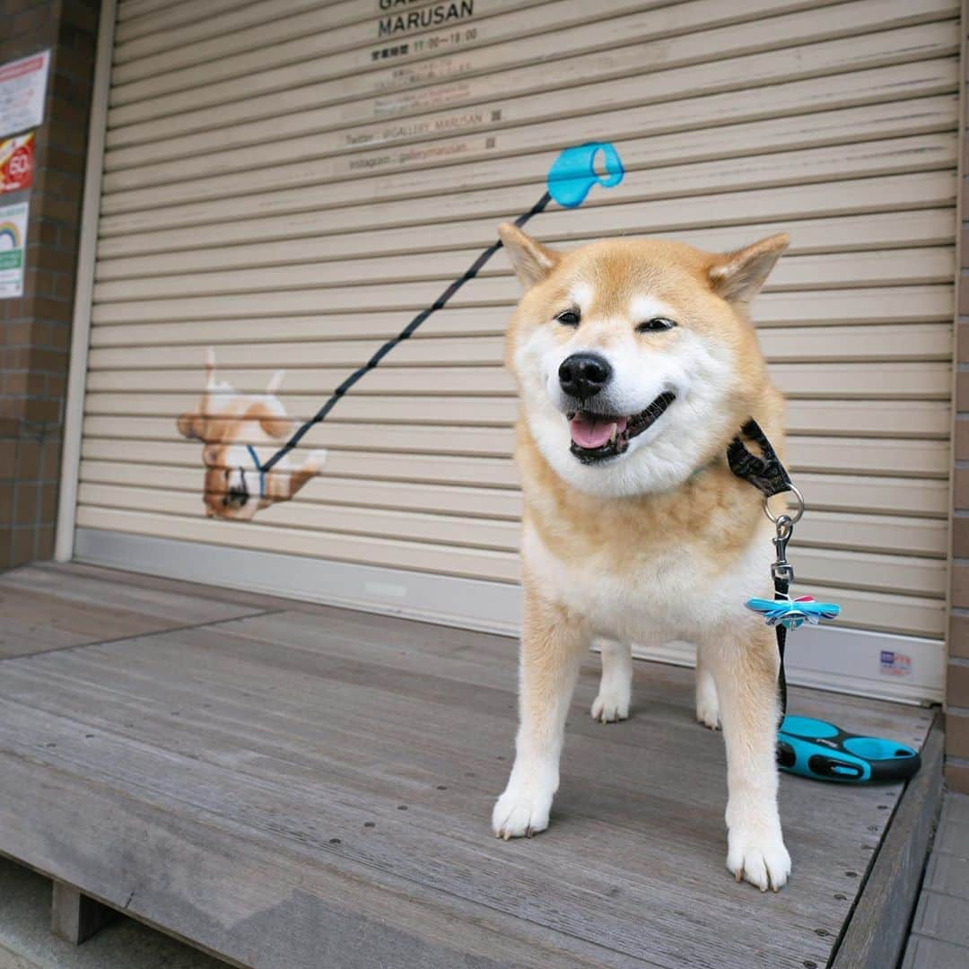 まる（まるたろう）さんのインスタグラム写真 - (まる（まるたろう）Instagram)「Good morning!✨🐶✨おはまる〜！今日も暑いからみんな気をつけてね！ #お帽子かぶって #お水もいっぱい飲んでね #あとお肉ね #冷しゃぶとかいいと思う #夏バテ防止に #パパ聞いてるの❓ #月曜日は笑顔で頑張る日」8月10日 9時18分 - marutaro