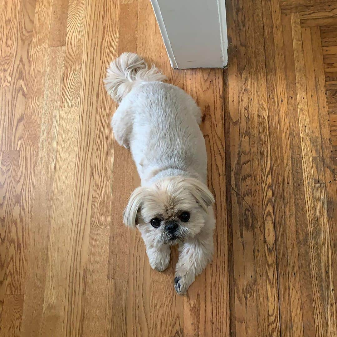 Dougie the Shih Tzuさんのインスタグラム写真 - (Dougie the Shih TzuInstagram)「Doggy door.」8月10日 9時29分 - dailydougie