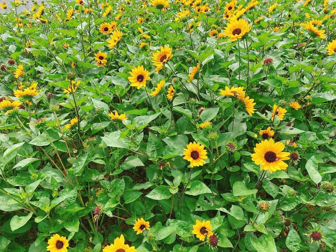 菅長愛子のインスタグラム：「🌻🌻🌻🍃 #2020夏 いかがお過ごしですか？  今は我慢の日々が続いていますが、 そんな中でも、汗をかいたり、笑ったり、美味しいものを食べたり。出来ることはあるはず。  "感動"とは、"物事に触れ、心を動かす"  "感動"を誰かと共有できたら本当に幸せだと思います🤝✨  身体を動かす事もそうだけど、 心を動かす事も大切ですね💓🌈✨  #夏 #🌻 #お盆 #コロナウイルスが早く終息しますように  #笑う門には福来る」