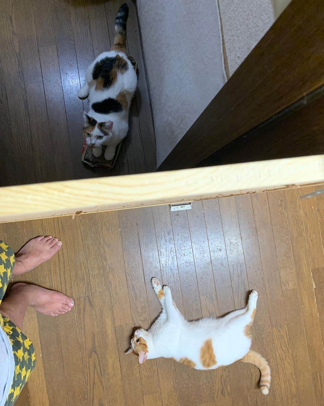 Kachimo Yoshimatsuさんのインスタグラム写真 - (Kachimo YoshimatsuInstagram)「壁のあっちとこっち。 Here and there on the wall. Mikeko & Oinari #うちの猫ら #mikeko #oinari #猫 #ねこ #cat #ネコ #catstagram #ネコ部 http://kachimo.exblog.jp」8月10日 9時33分 - kachimo
