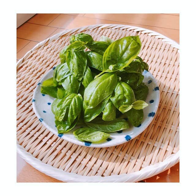 伊藤歩さんのインスタグラム写真 - (伊藤歩Instagram)「G’morning My Sweet Baby Basil🌿   朝取れ盛り盛りバジル☀️ 何度目の収穫かな〜 たくさんの恵みをありがとう 自家製ジェノベーゼソース、🥔と和えよっかな  #homegrownherbs#pestogenovese#tokyolife#foodstagram#家庭菜園#バジル#自家製#手作りソース#ジェノベーゼ」8月10日 9時40分 - ayumi__ito