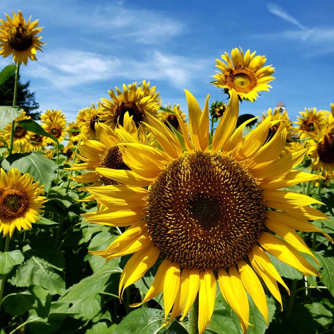 滝沢杏弥のインスタグラム：「Last year🌻🌈 #ひまわり#sunflower」