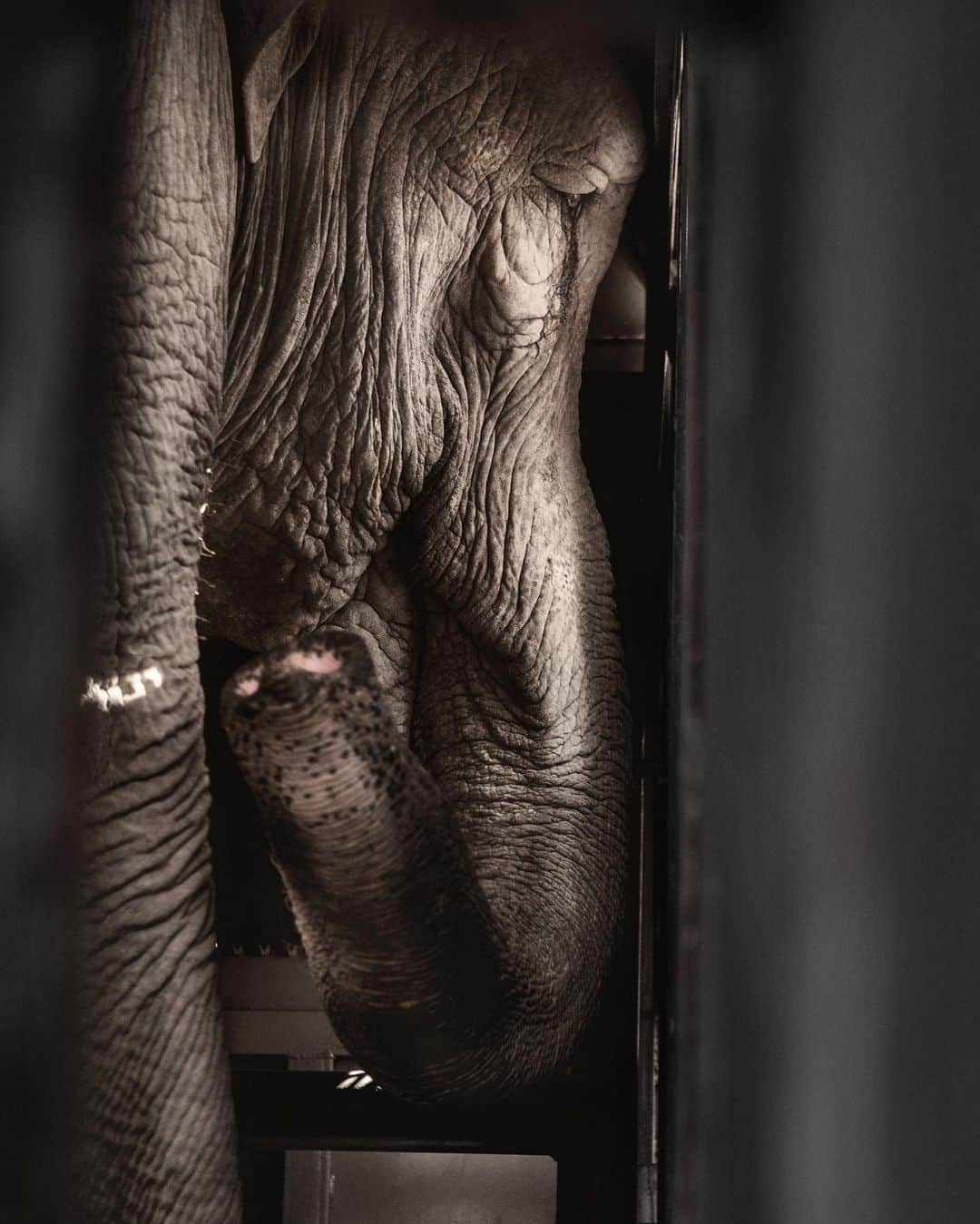 ニューヨーク・タイムズさんのインスタグラム写真 - (ニューヨーク・タイムズInstagram)「After decades in captivity and a 1,700-mile road trip from Argentina into Brazil, Mara finally has a chance to roam.⁣ ⁣ A 50-year-old Asian elephant, Mara spent the last two and a half decades of her life in a dusty enclosure at the Buenos Aires Zoo. It was once a centerpiece of the city’s grand Victorian parks. But for Mara, it was a difficult home: small, tense and crowded. There were two other elephants — African elephants — and they did not get along.⁣ ⁣ People began to protest the zoo, not just for Mara, but for all of the animals, some 2,500 of them as of 2016, squeezed onto just 42 acres. The city decided that the land should transition to an “ecopark,” where children could learn about conservation and native animals could be rehabilitated but would not be on display. ⁣ ⁣ And they decided to move Mara to Elephant Sanctuary Brazil, a 2,800-acre compound recently established in the state of Mato Grosso. But moving an elephant across international borders requires a lot of paperwork (to guard against the smuggling and laundering of animals, especially endangered species). And when the coronavirus pandemic took hold in early March, the month Mara was scheduled to move, Argentina imposed one of the strictest lockdowns in Latin America. But she made it safely through the border, arriving to open space, grass and trees.⁣ ⁣ “Everything was worth it when you see that animal that has spent most of her life in an unnatural way connecting with her essence and what she is,” said Tomás Sciolla of the Buenos Aires Zoo. “For her, it took a long time.⁣ ⁣ Tap the link in our bio to read more about Mara’s journey. Haz clic en el link de nuestra bio para leer la historia en español. Photos by @sofialopezmanan.」8月10日 10時04分 - nytimes