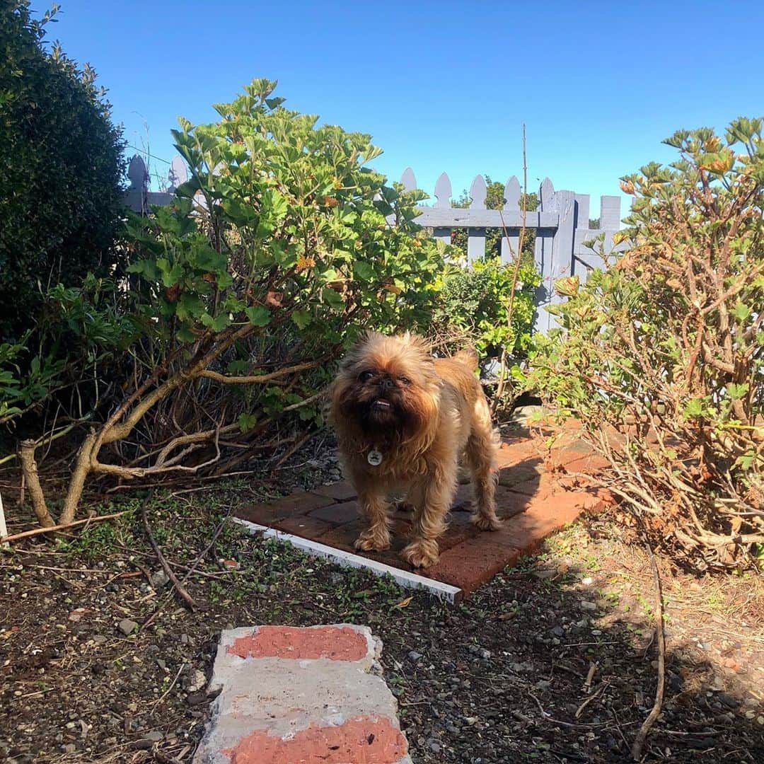 Digby & Aloのインスタグラム：「I think he’s enjoying the novelty of having both a front garden AND a back yard.」