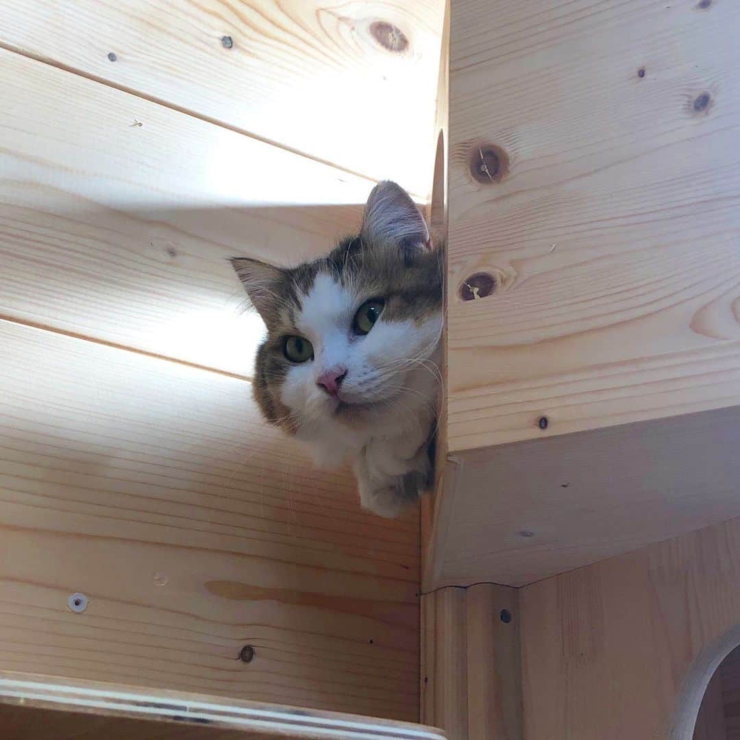 ひのき猫さんのインスタグラム写真 - (ひのき猫Instagram)「ひまわりの定位置で、今日は秀吉が寛いでます。」8月10日 10時27分 - hinoki.cute.kitten