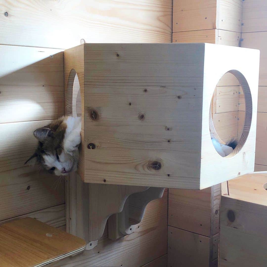 ひのき猫さんのインスタグラム写真 - (ひのき猫Instagram)「ひまわりの定位置で、今日は秀吉が寛いでます。」8月10日 10時27分 - hinoki.cute.kitten