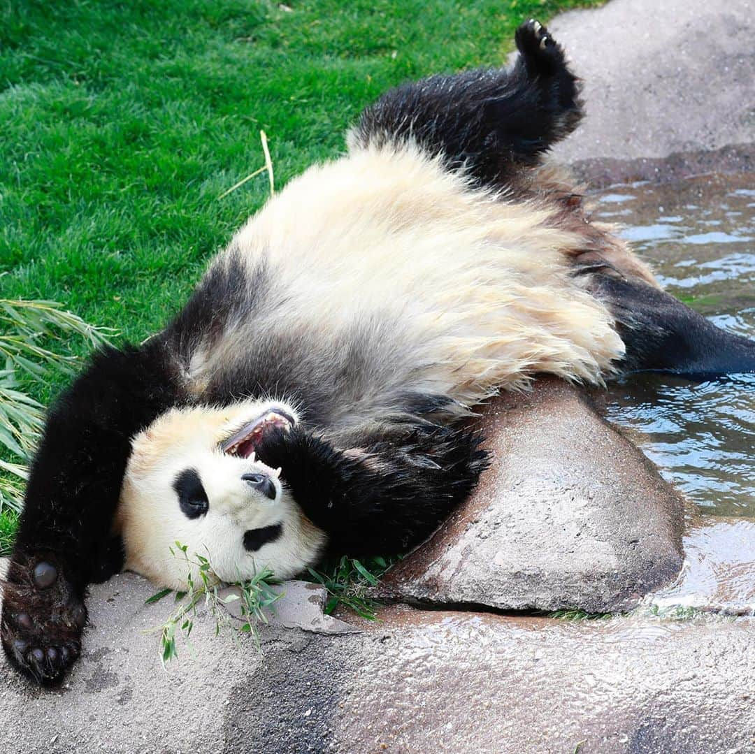 パンダ（白浜）さんのインスタグラム写真 - (パンダ（白浜）Instagram)「ONE DAY IN PANDA LOVE AREA 2019 "ＦＥＥＬ　ＳＯ　ＧＯＯＤ" #結浜 #photography #♨️ #adventureworld  🐼😊🐼  #ADVENTUREWORLDPANDAS #baby #HELLOLITTLE #pandamental #hellopanda #ハローリトル #ハローパンダ #パンダグラビア #パンダ　and #panda #pandababy 🐼🐼🐼」8月10日 10時27分 - hellopanda_book