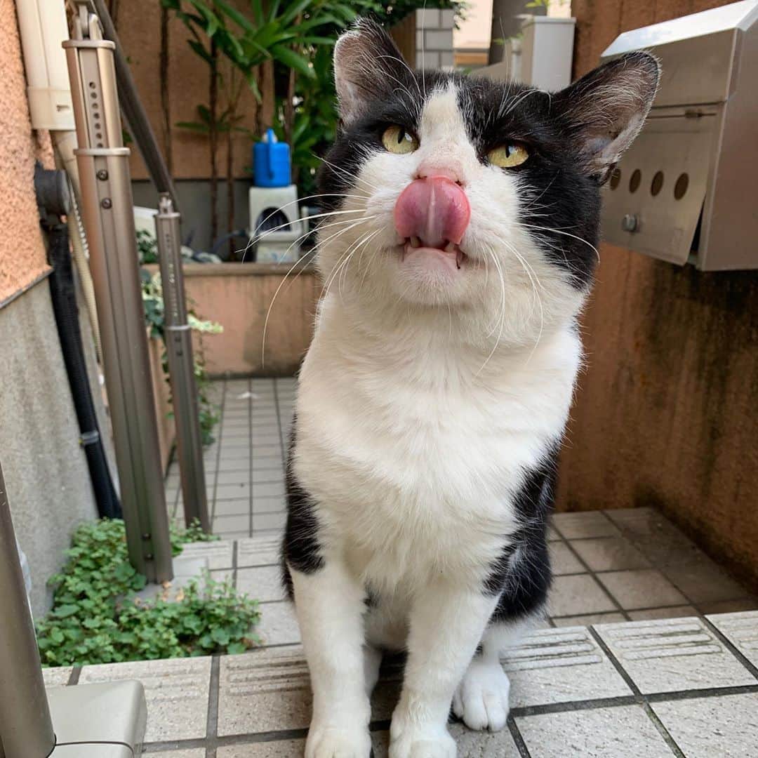 Kachimo Yoshimatsuさんのインスタグラム写真 - (Kachimo YoshimatsuInstagram)「おはようイカスミ！ Good Morning Ikasumi! 封を切ると寄ってくる。 #うちの猫ら #イカスミ #ikasumi #猫 #ねこ #cat #ネコ #catstagram #ネコ部 http://kachimo.exblog.jp」8月10日 10時58分 - kachimo