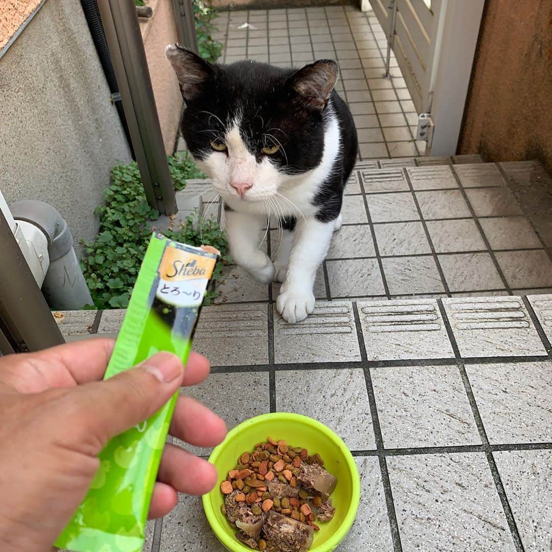 Kachimo Yoshimatsuさんのインスタグラム写真 - (Kachimo YoshimatsuInstagram)「おはようイカスミ！ Good Morning Ikasumi! 封を切ると寄ってくる。 #うちの猫ら #イカスミ #ikasumi #猫 #ねこ #cat #ネコ #catstagram #ネコ部 http://kachimo.exblog.jp」8月10日 10時58分 - kachimo