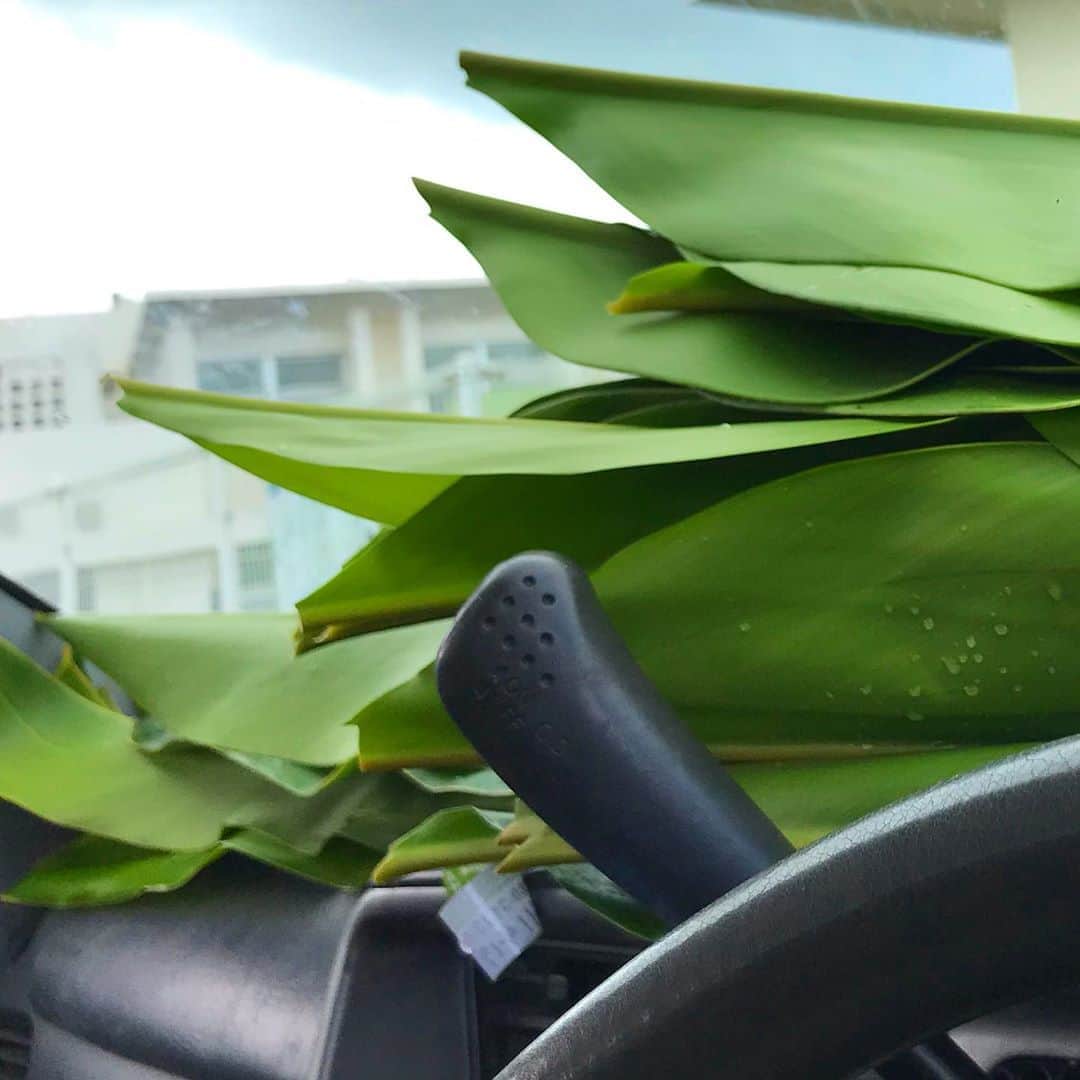 MOOMINさんのインスタグラム写真 - (MOOMINInstagram)「今日はのんびりスタート 月桃パトロール泥んこになりながら午前の部終了〜！ 帰ったら色々とやるぞぉ！  #月桃 #沖縄 #ポリフェノール #抗酸化物質 #自然農法 #雨の日はハブに注意」8月10日 11時07分 - singermoomin