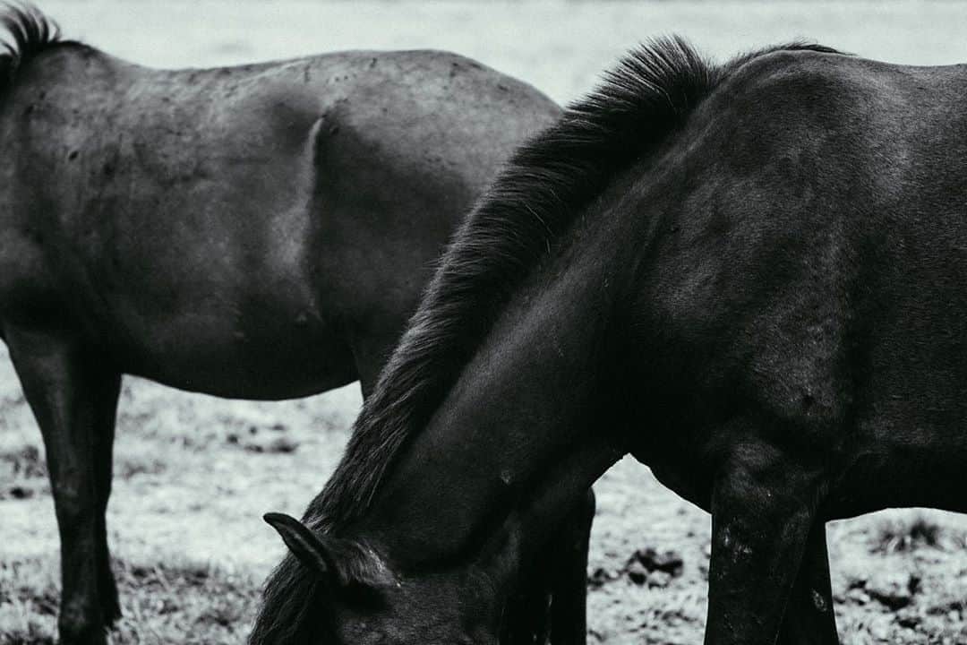 Hikaru Nakamuraさんのインスタグラム写真 - (Hikaru NakamuraInstagram)「長野楽しかったな😌 土と水と植物と動物達。  僕が大好きな物がいっぱい✨  #馬#牧場#長野#白黒#モノクロ#蓼科高原#蓼科牧場#白樺#ミラーレス一眼#ソニー#monochrome#horse#dslr#sonya7rii#art」8月10日 11時25分 - hikarunosuke