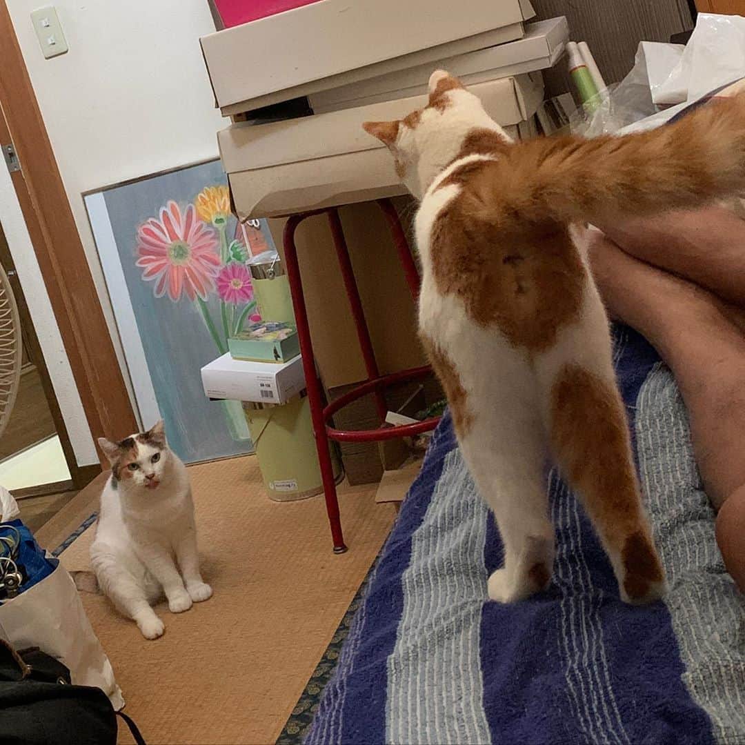 Kachimo Yoshimatsuさんのインスタグラム写真 - (Kachimo YoshimatsuInstagram)「二人して寝室に入ってきた。 ふかふかマットにふみふみが止まらないおいなりちゃん😁 接近したおいなりちゃんをかわすミケ子さん。  #うちの猫ら #oinari #mikeko #猫 #ねこ #cat #ネコ #catstagram #ネコ部 http://kachimo.exblog.jp」8月10日 11時33分 - kachimo