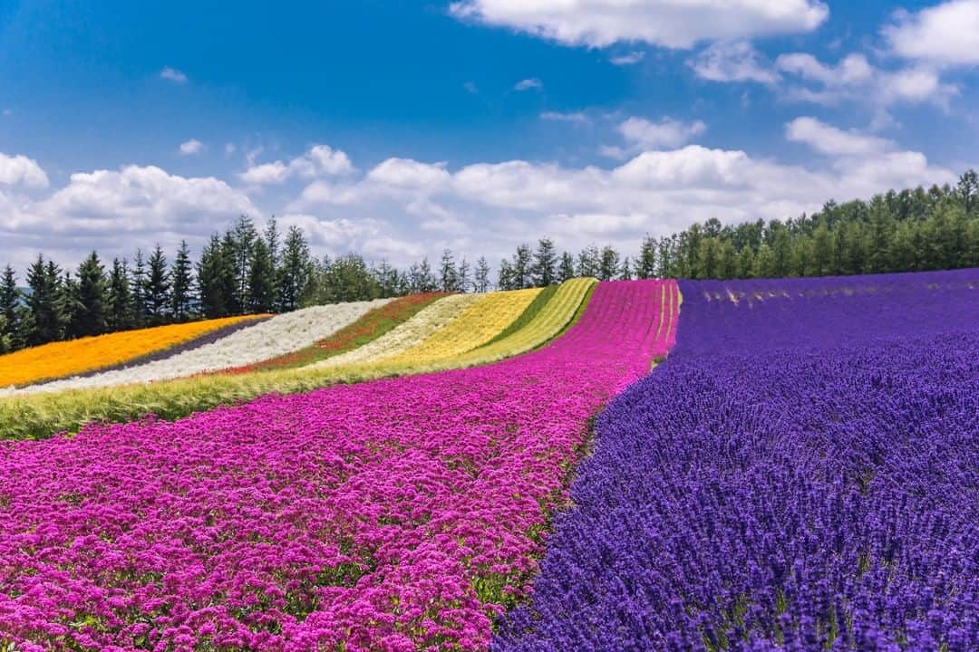THE GATEのインスタグラム：「【 Farm Tomita// #Hokaido 】 Farm Tomita locates on the hills of Furano, Hokkaido.  l It is home to the biggest lavender field in Japan, and the entire farm has an area of 120,000㎡.  l On the farm grounds are 13 different fields of 150 different kinds of flowers.  You can see the lavenders from late June to late July. . ————————————————————————————— ◉Adress Kisen Kita 15-go, Nakafurano-cho, Sorachi-gun, Hokkaido————————————————————————————— Follow @thegate.japan for daily dose of inspiration from Japan and for your future travel.  Tag your own photos from your past memories in Japan with #thegatejp to give us permission to repost !  Check more information about Japan. →@thegate.japan . #japanlovers #Japan_photogroup #viewing #Visitjapanphilipines #Visitjapantw #Visitjapanus #Visitjapanfr #Sightseeingjapan #Triptojapan  #粉我 #Instatravelers #Instatravelphotography #Instatravellife #Instagramjapanphoto #farmtomita #farmtomitahokkaido #lavenderfields #라벤더축제  #薰衣草 #lavandaflower #campodelavanda #薰衣草田 #라벤더밭 #furano #furanohokkaido #furanojapan #hokkaidosgram #hokkaidotrip」